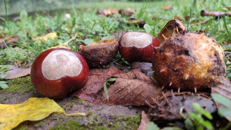 Das Bild zeigt Kastanienen mit ohne ohne Schale, die im Herbst von einem Baum gefallen sind.