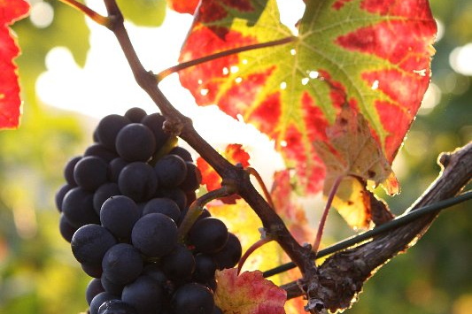 Bildergalerie - Bildimpressionen des Naturpark Spessarts