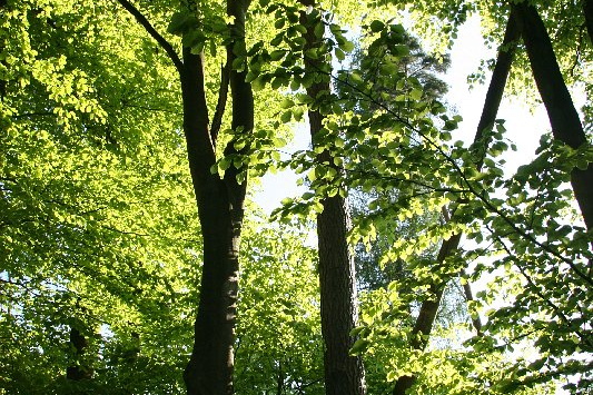 Bildergalerie - Bildimpressionen des Naturpark Spessarts