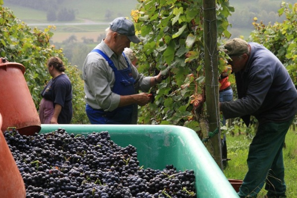 Bildergalerie - Churfranken ist bekannt für seinen Weinbau, hier einige Bildimpressionen davon