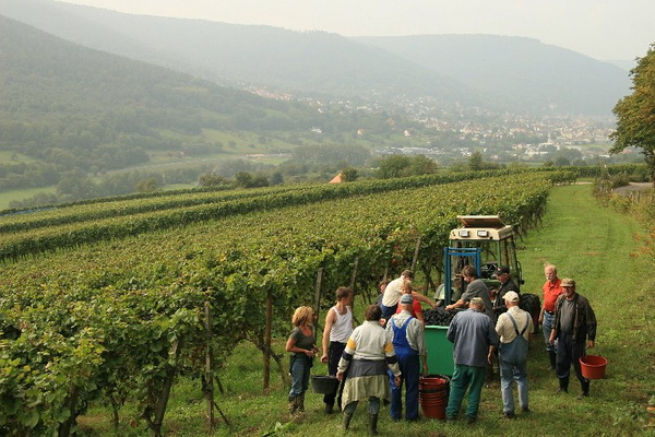 Bildergalerie - Churfranken ist bekannt für seinen Weinbau, hier einige Bildimpressionen davon