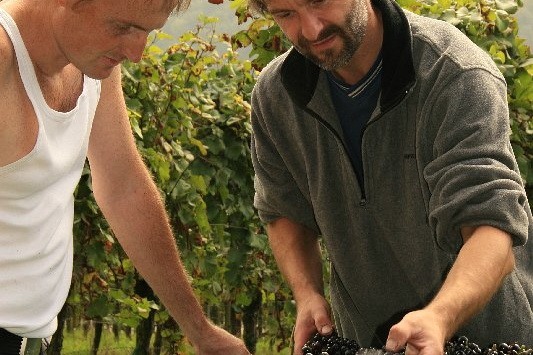 Bildergalerie - Churfranken ist bekannt für seinen Weinbau, hier einige Bildimpressionen davon