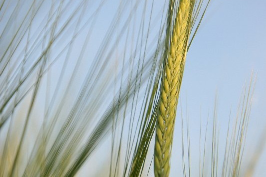 Bildergalerie - Vorstellung der Sehenswürdigkeiten und Besonderheiten der Marktgemeinde Großheubach