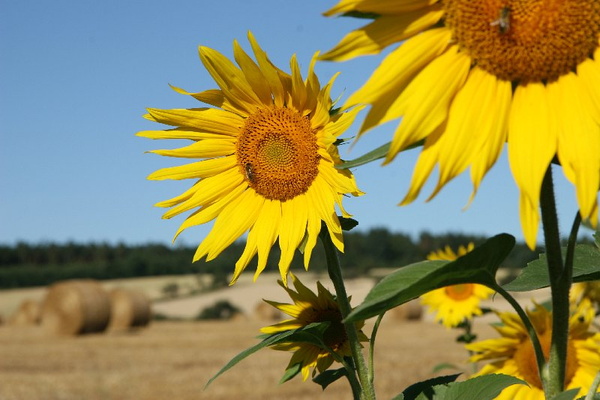 Bildergalerie - Vorstellung der Sehenswürdigkeiten und Besonderheiten der Marktgemeinde Großheubach