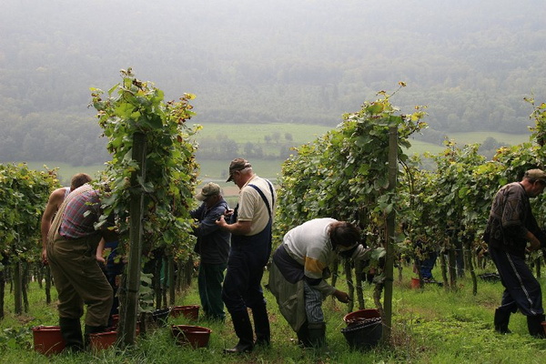 Bildergalerie - Churfranken ist bekannt für seinen Weinbau, hier einige Bildimpressionen davon