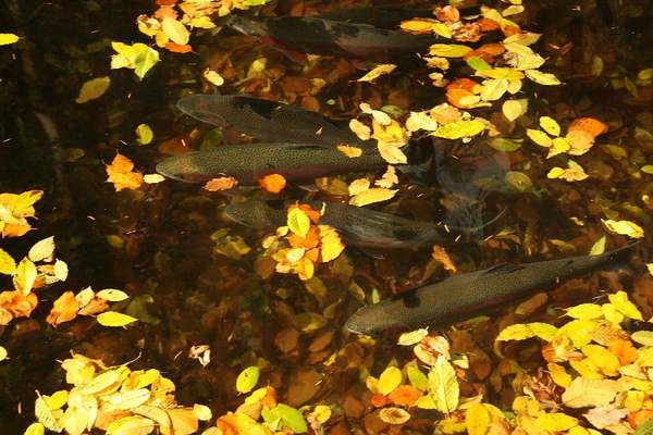 Bildergalerie - Vorstellung der Sehenswürdigkeiten und Besonderheiten der Marktgemeinde Kleinheubach