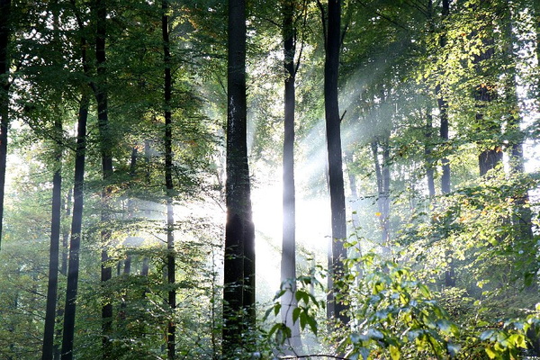 Bildergalerie - Bildimpressionen des Naturpark Spessarts