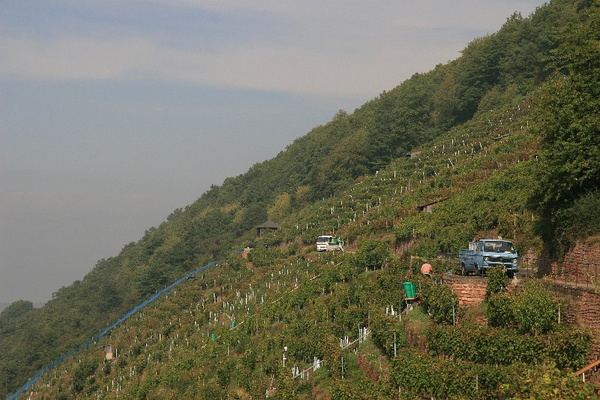 Bildergalerie - Churfranken ist bekannt für seinen Weinbau, hier einige Bildimpressionen davon