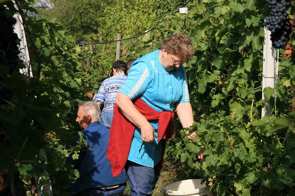 Bildergalerie - Churfranken ist bekannt für seinen Weinbau, hier einige Bildimpressionen davon