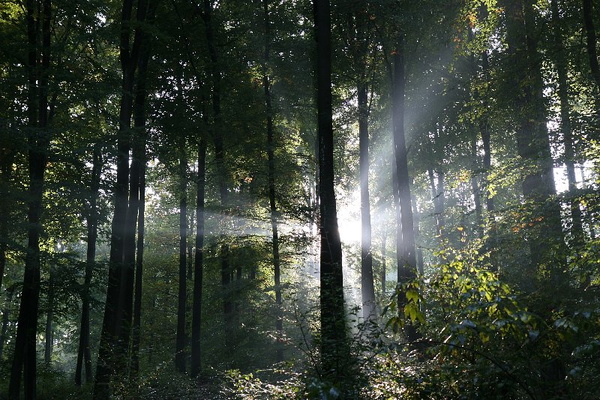 Bildergalerie - Bildimpressionen des Naturpark Spessarts