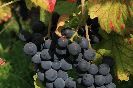 Bildergalerie - Churfranken ist bekannt für seinen Weinbau, hier einige Bildimpressionen davon