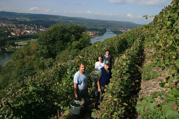 Bildergalerie - Churfranken ist bekannt für seinen Weinbau, hier einige Bildimpressionen davon