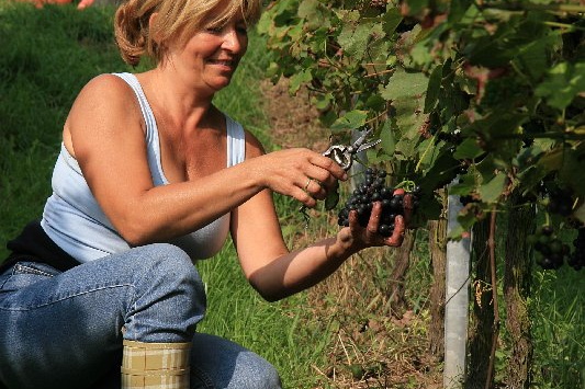 Bildergalerie - Churfranken ist bekannt für seinen Weinbau, hier einige Bildimpressionen davon