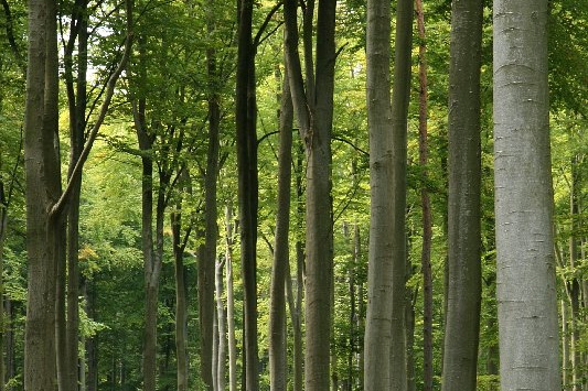 Bildergalerie - Bildimpressionen des Naturpark Spessarts