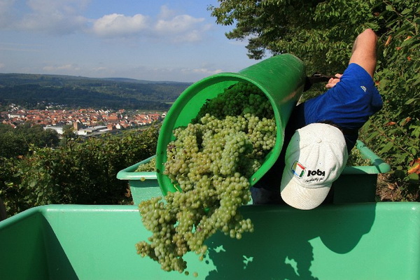 Bildergalerie - Churfranken ist bekannt für seinen Weinbau, hier einige Bildimpressionen davon