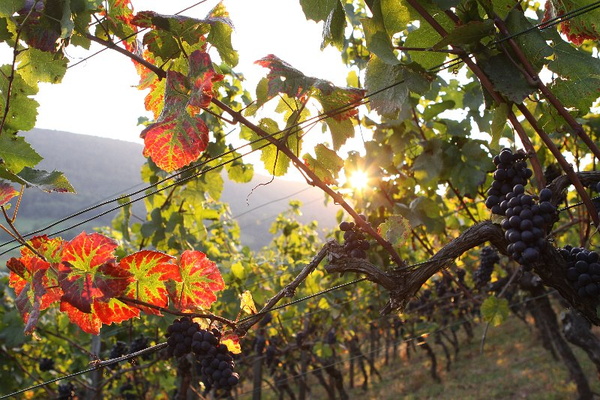 Bildergalerie - Bildimpressionen des Naturpark Spessarts