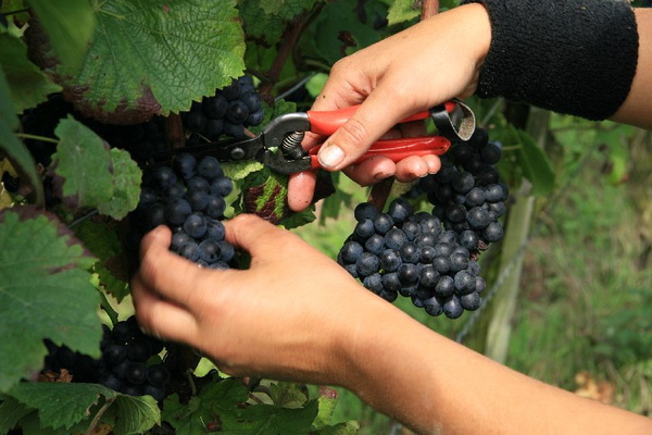 Bildergalerie - Churfranken ist bekannt für seinen Weinbau, hier einige Bildimpressionen davon