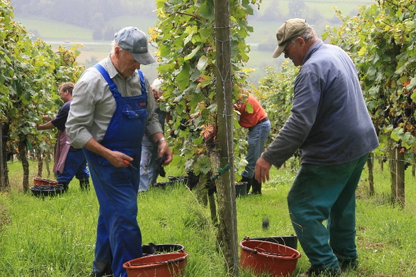 Bildergalerie - Churfranken ist bekannt für seinen Weinbau, hier einige Bildimpressionen davon
