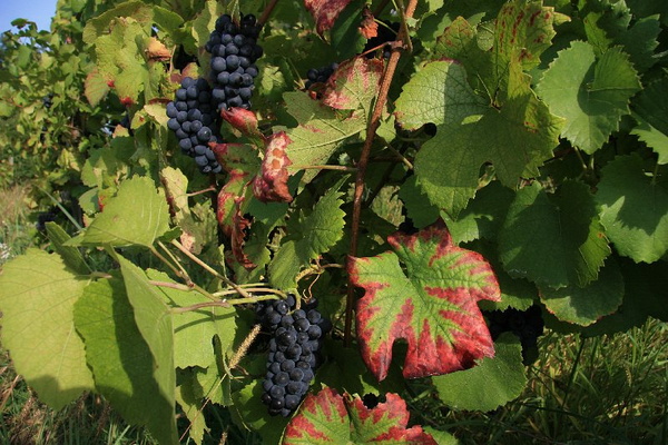 Bildergalerie - Churfranken ist bekannt für seinen Weinbau, hier einige Bildimpressionen davon