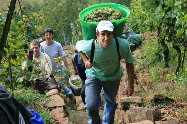 Bildergalerie - Churfranken ist bekannt für seinen Weinbau, hier einige Bildimpressionen davon