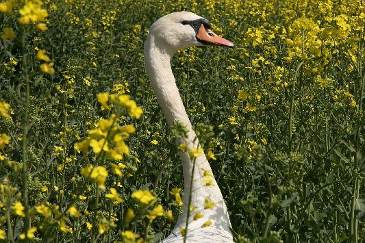 Bildergalerie - Vorstellung der Sehenswürdigkeiten und Besonderheiten der Marktgemeinde Großheubach
