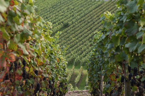 Bildergalerie - Bildimpressionen des Naturpark Spessarts, die Steilhänge sind mit Wein bepflanzt