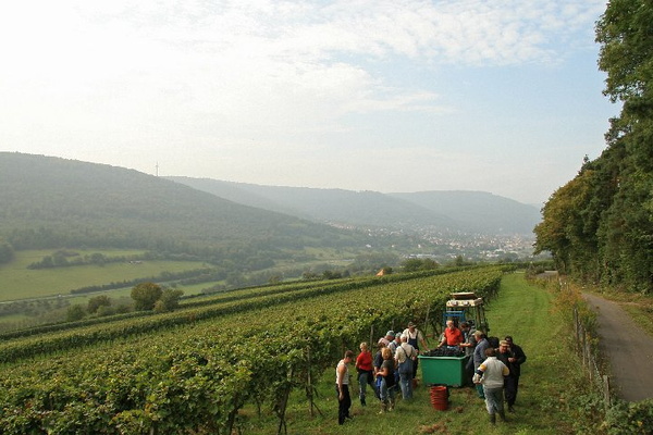 Bildergalerie - Churfranken ist bekannt für seinen Weinbau, hier einige Bildimpressionen davon