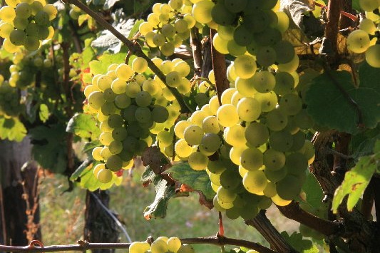 Bildergalerie - Churfranken ist bekannt für seinen Weinbau, hier einige Bildimpressionen davon