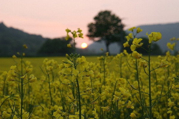 Bildergalerie - Vorstellung der Sehenswürdigkeiten und Besonderheiten der Marktgemeinde Großheubach