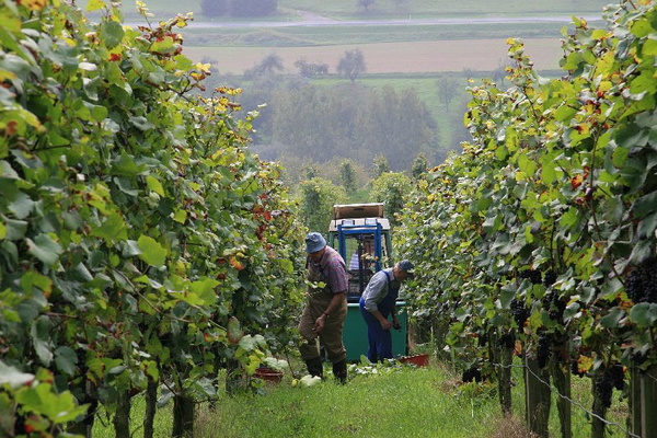 Bildergalerie - Churfranken ist bekannt für seinen Weinbau, hier einige Bildimpressionen davon