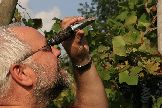Bildergalerie - Churfranken ist bekannt für seinen Weinbau, hier einige Bildimpressionen davon