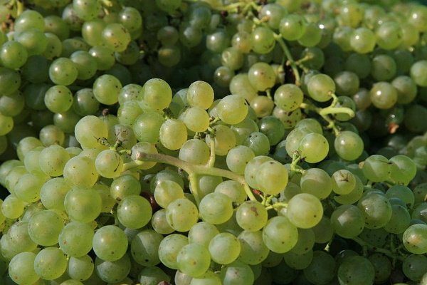Bildergalerie - Churfranken ist bekannt für seinen Weinbau, hier einige Bildimpressionen davon