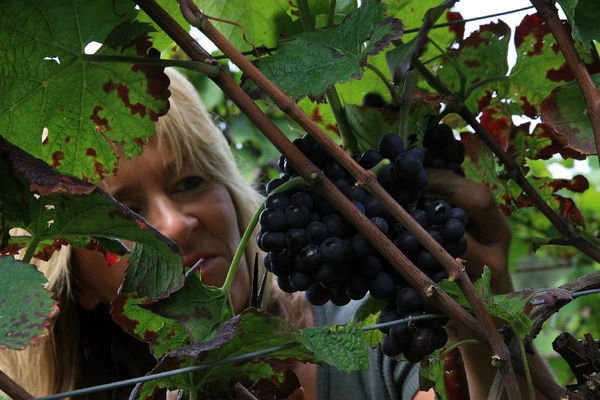 Bildergalerie - Churfranken ist bekannt für seinen Weinbau, hier einige Bildimpressionen davon