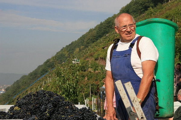 Bildergalerie - Churfranken ist bekannt für seinen Weinbau, hier einige Bildimpressionen davon