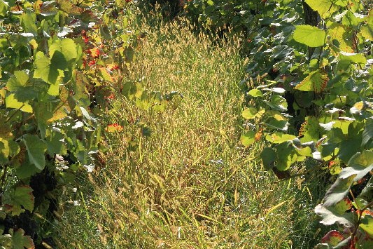 Bildergalerie - Churfranken ist bekannt für seinen Weinbau, hier einige Bildimpressionen davon