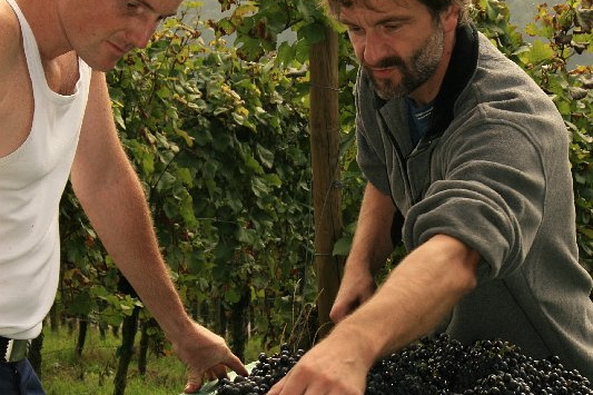 Bildergalerie - Churfranken ist bekannt für seinen Weinbau, hier einige Bildimpressionen davon