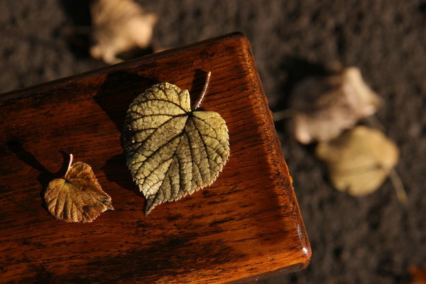 Bildergalerie - Die Orte & Städte des Odenwaldes in Bildern - hier zu Gast in Kirchzell (Wildenburg)